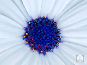 flower heart-lindsaygodfree (1)