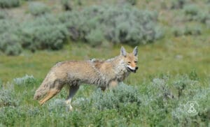 coyote spirit anima; (1)