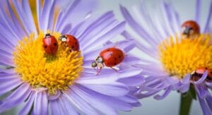 Manifesting and Abundance