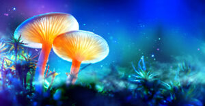magic mushrooms
